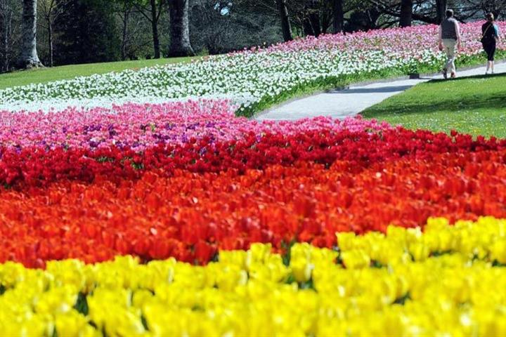 Les jardins du château de CHEVERNY - Camping Au Cœur de Vendôme