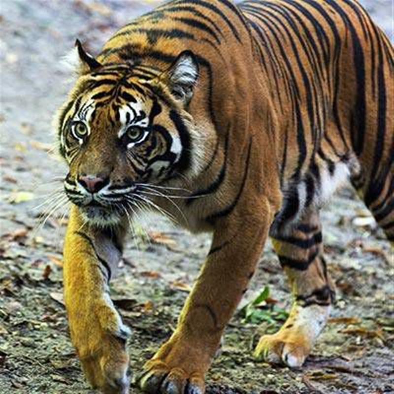 2020 Zoo De Beauval : Au Coeur De La Machine